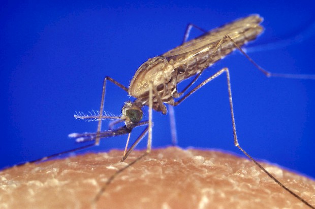 Malariamücke beim Stechen